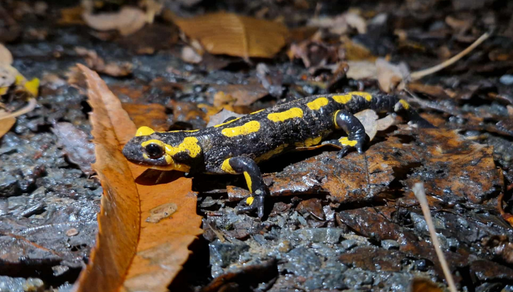 Expédition nocturne : sur les traces des amphibiens